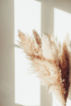 Venture Home Pampas Posters Beige