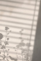 Venture Home Flower Shadow Posters Vit