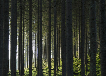 Venture Home Woods Posters Grön